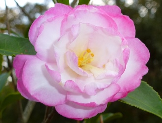 Leslie Ann Sasanqua Camellia, Camellia sasanqua 'Leslie Ann'